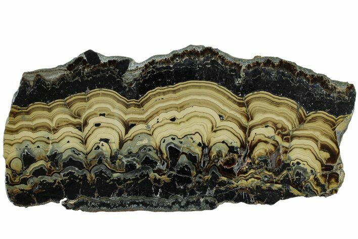 Polished Schalenblende Slice - Poland #228197